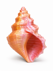 Silk PLA dual color pink gold (pink, gold) 1.75 mm, 1 kg – Smart Print